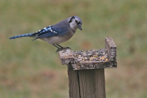 Bluejay  00423