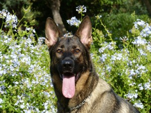 German shepherds make loyal family pets.