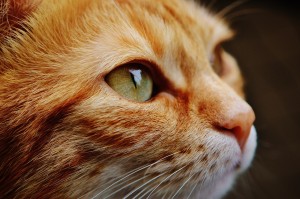 cat-face-close-view-115011