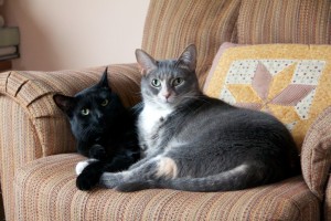 My cats Luna and Maia have no interest in police work.