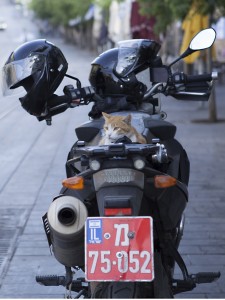 Photo of Israeli Police Cat by zeevveez