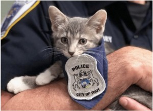 kitten-pawfficer-donut-gets-recruited-as-first-kitten-cop-01-13